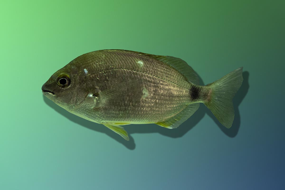 Diplodus annularis